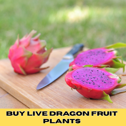 Dragon Fruit Nutritional Value